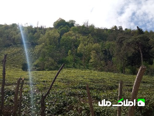 زمین و باغ چای 5500 متر در شیخ زاهد لاهیجان