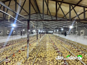 11000 متر مرغداری فعال با مجوز 40 هزار گوشتی
