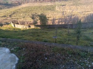 فروش باغ کیوی 4000 متری ارزان با درخت تنکابن شهسوار