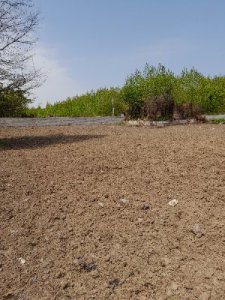 فروش 15000 متر زمین باغی برای باغ کیوی انزلی گیلان