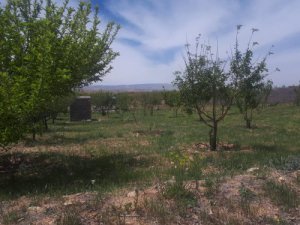 باغ 1500 متری پردیس راه شیراز دور دیوار به همراه درخت میوه