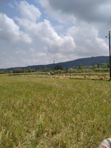 فروش 575 متر زمین کاربری مسکونی در چماچا رشت