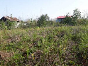 زمین باغی 2500 متری قابل تغییر کاربری در کوچصفهان گیلان