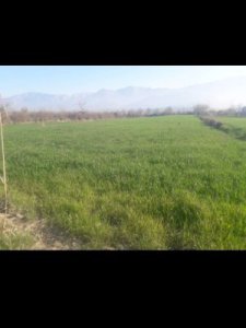 زمین باغی کشاورزی قیمت مناسب جاده قدیم گرگان کردکوی